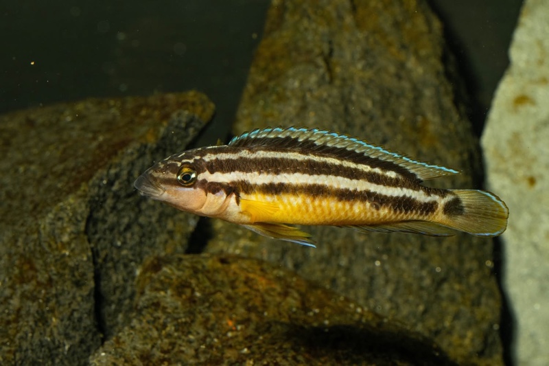 Julidochromis sp. 'ornatus uvira' Uvira